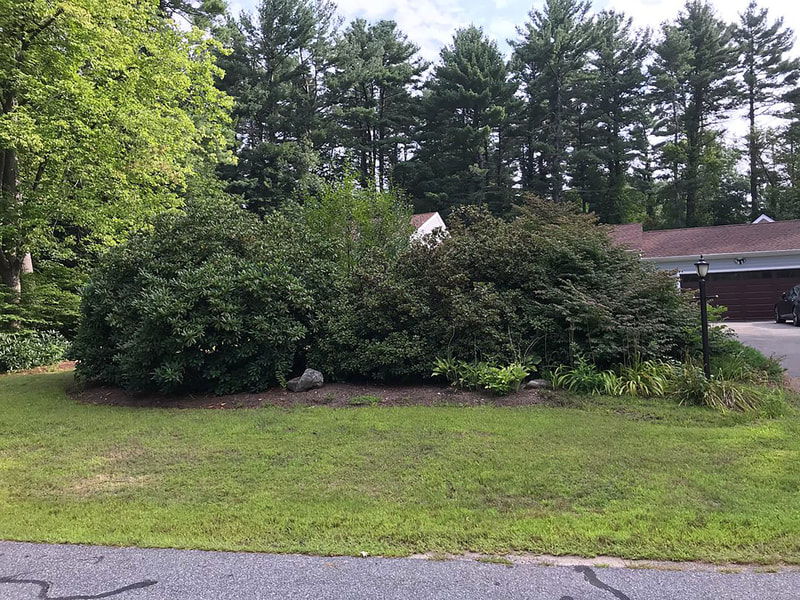 Before tree and bush removal in front lawn